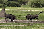 Fighting Wildbeests Okavango